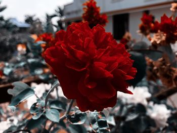 Close-up of red flowering plant