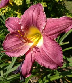 Close-up of pink day lily blooming outdoors