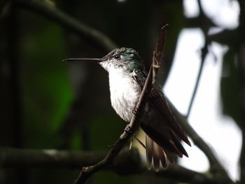 Andean emerald-andenamazilie-agyrtria franciae hummingbird