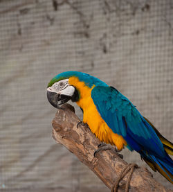 Close-up of parrot perching on tree