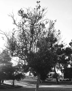 Trees on field against clear sky