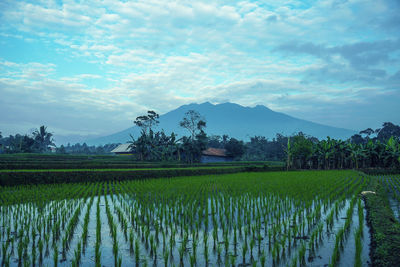 Scenic view of agricultural field against sky