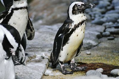 Close-up of penguins on rock at shore