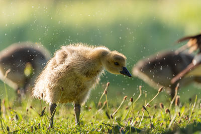 View of a bird on field