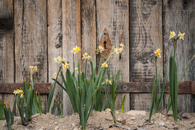 Close-up of yellow flowering plants on wooden fence