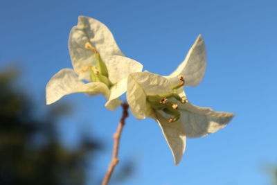 Low angle view of flowering plant against blue sky