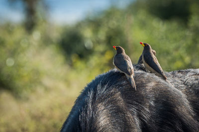 Yellow-billed oxpecker on black animal