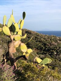 Cactus growing by sea against sky