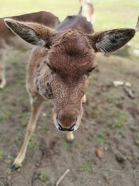 Close-up portrait of deer standing on field