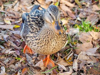 High angle view of bird on field