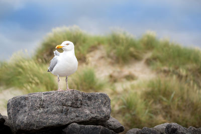 Seagull perching on rock