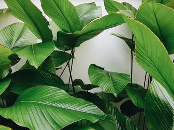 Close-up of green leaves on plant