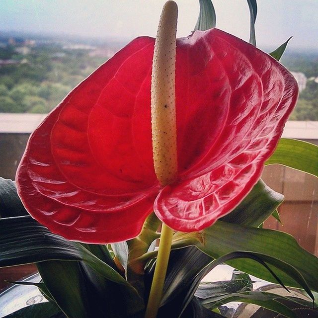 flower, petal, red, flower head, freshness, fragility, growth, single flower, close-up, plant, beauty in nature, focus on foreground, nature, blooming, leaf, poppy, stem, day, in bloom, outdoors