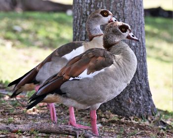 Egyptian geese perches , relaxing from the heat .