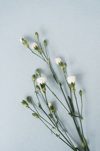 Close-up of plant against white background