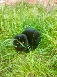 Black dog lying on grass