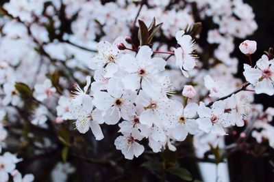 Pink flowers blooming on tree