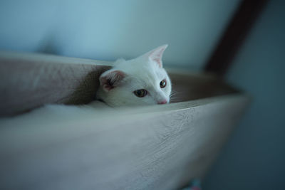 Close-up of a cat