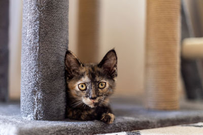 Kitten looking straight at camera from base of cat tower