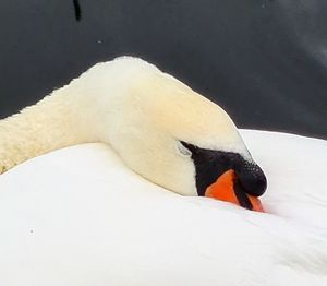 High angle view of a bird in snow