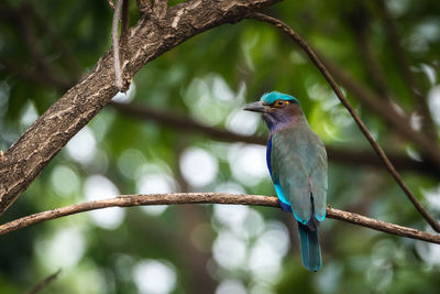 Bird perching on a branch