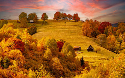 Trees on field against sky