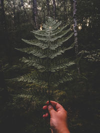 Close-up of hand on tree