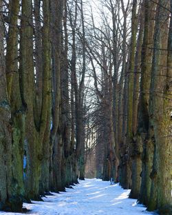Snow covered trees in winter