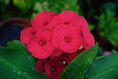 Close-up of wet flower blooming outdoors