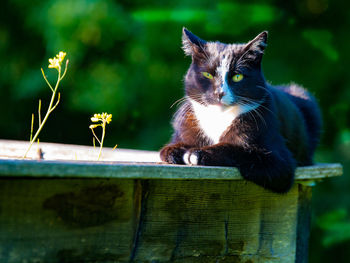 Close-up of cat outdoors