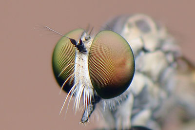 Close-up of fly