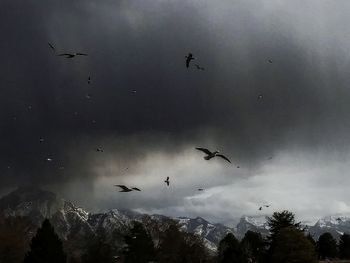 Low angle view of birds flying in sky