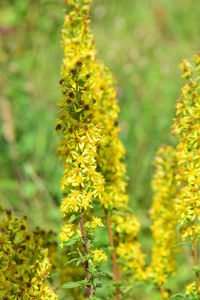 Close-up of yellow flowers growing in field