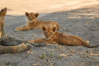 View of cats relaxing on land