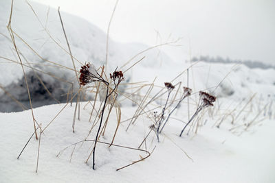 Close-up of dry plant on snow covered land