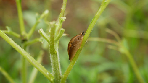 Close-up of insect on grass