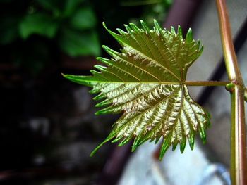 Close-up of leaf