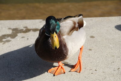 Close-up of a duck