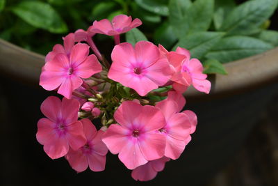 Close-up of pink flowers blooming outdoors