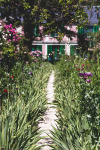 View of flowering plants in park