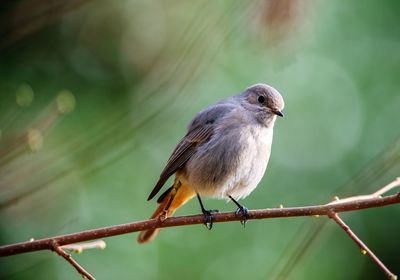 Close-up of bird perching on railing