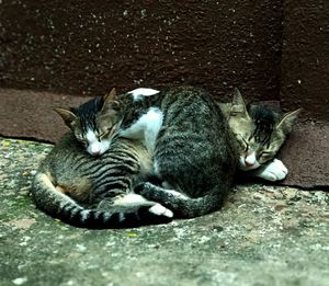 High angle view of cats sleeping