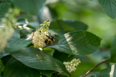 Close-up of insect on flower