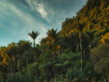 Scenic view of palm trees against sky