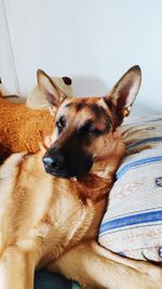 Close-up of dog resting on bed