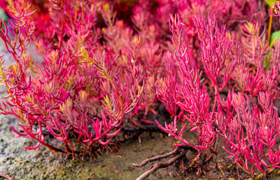 Close-up of pink flowering plant