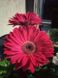 Close-up of red hibiscus blooming outdoors