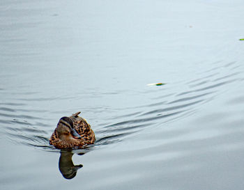 High angle view of a bird in lake