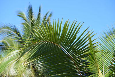 Close-up of palm tree against clear sky