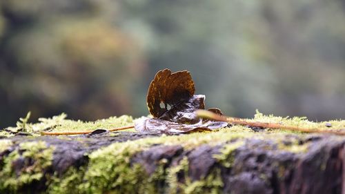 Close-up of leaf on a rock